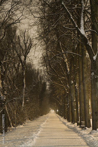 Allee