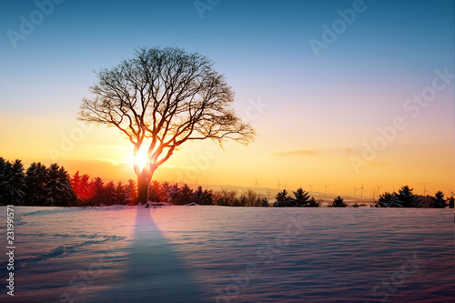 Winter sunset over the snow-covered tree. © Swetlana Wall