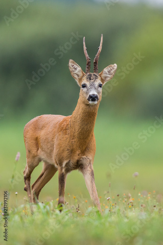Carta da parati Roebuck - buck (Capreolus capreolus) Roe deer - goat