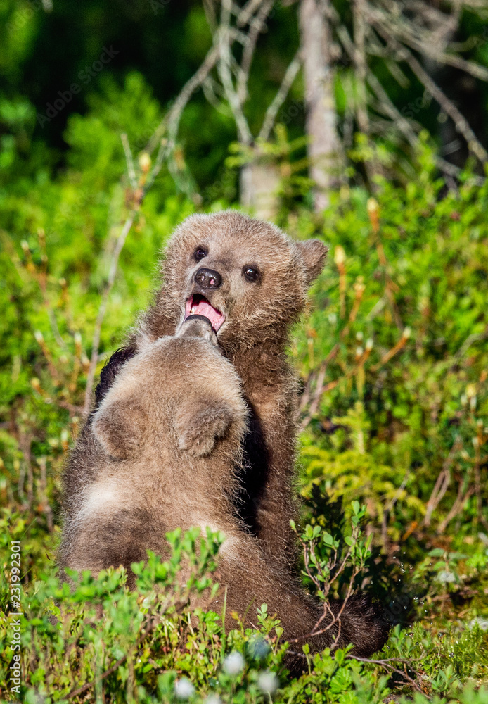Brown Bear Cubs playfully fighting, Scientific name: Ursus Arctos Arctos. Summer green forest background. Natural habitat. Brown Bear Cubs playfully fighting, Scientific name: Ursus Arctos Arctos. Summer green forest background. Natural habitat.