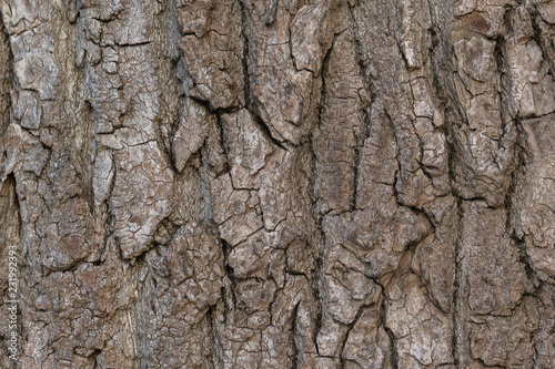 The old poplar. The texture of the bark closeup.