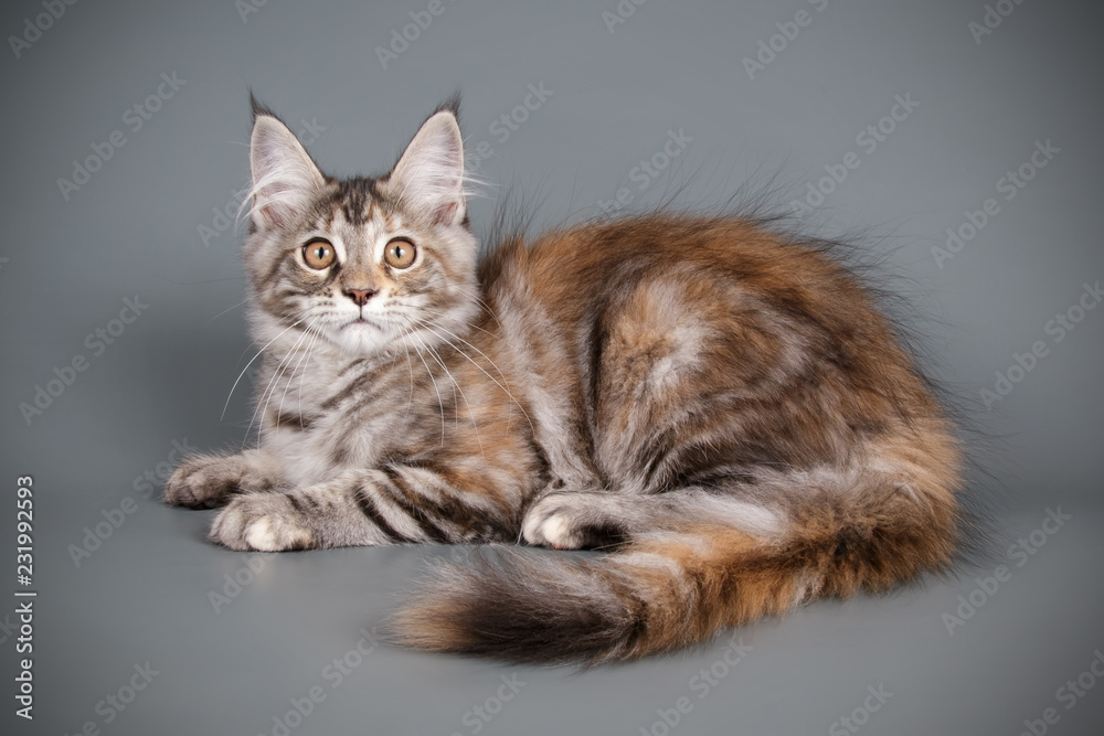 Maine Coon cat on colored backgrounds Maine Coon cat on colored backgrounds
