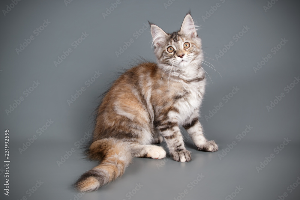 Maine Coon cat on colored backgrounds