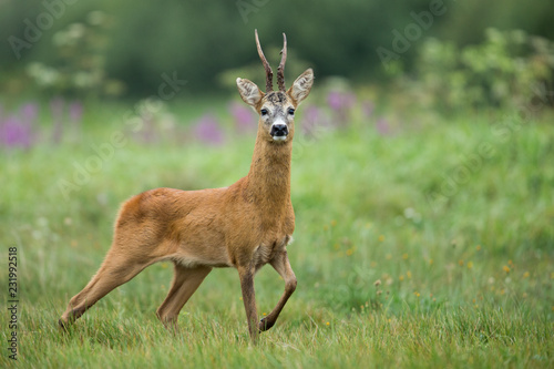 Roebuck - buck (Capreolus capreolus) Roe deer - goat photo
