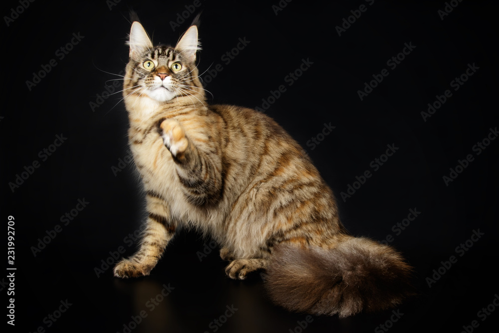 Maine Coon cat on colored backgrounds - obrazy, fototapety, plakaty 