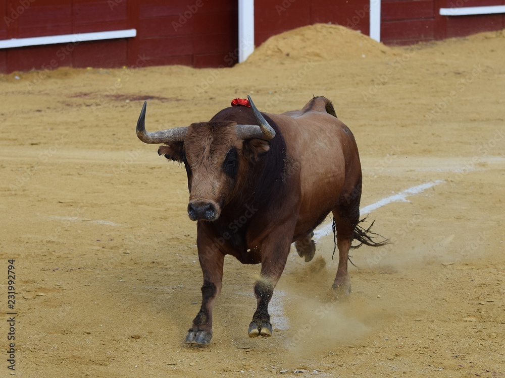 toros de lidia