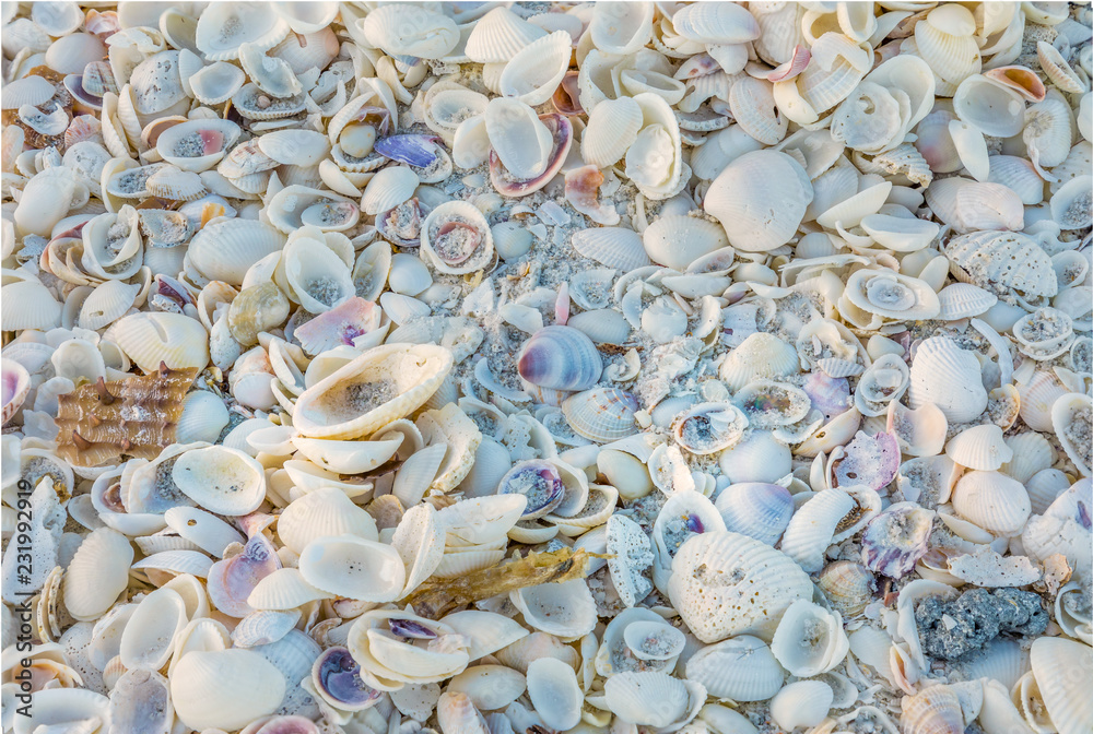 Fototapeta premium Sea shells full frame
