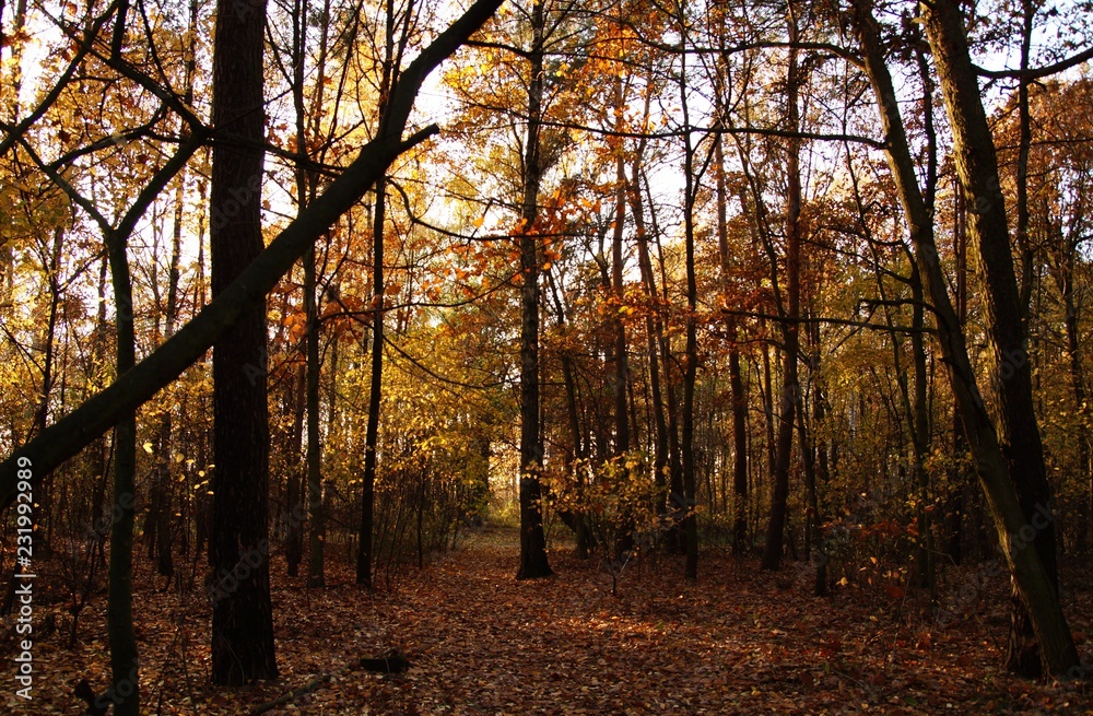 Obraz premium Las jesienią
