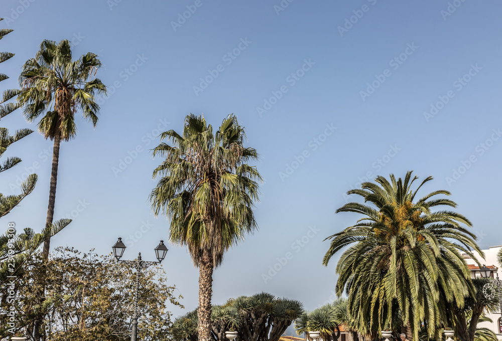 View of some beautiful palm trees on a sunny day