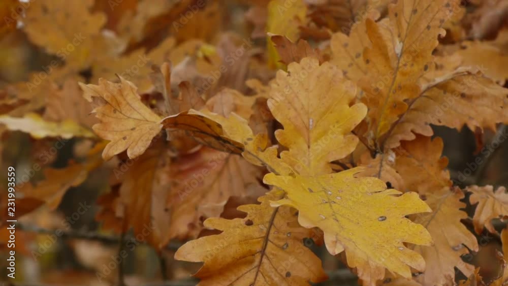 autumn leaves autumn leaves