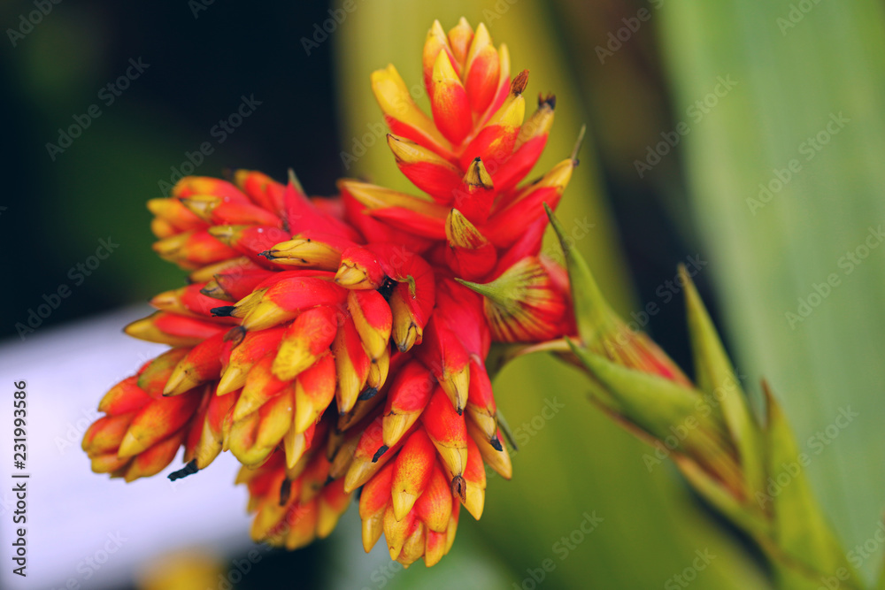 Guzmania rubrolutea