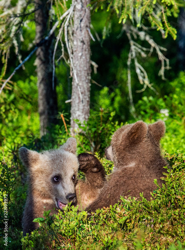 Brown Bear Cubs playfully fighting, Scientific name: Ursus Arctos Arctos. Summer green forest background. Natural habitat.