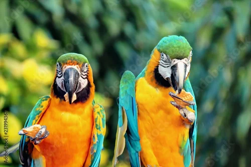 Fototapeta samoprzylepna Perroquets à Deshaies en Guadeloupe mangeant un gâteau