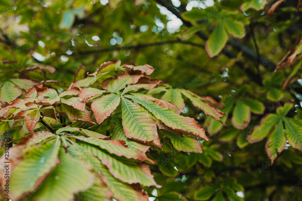 close up view of green and brown leaves in autumn season. Nature close up view of green and brown leaves in autumn season. Nature