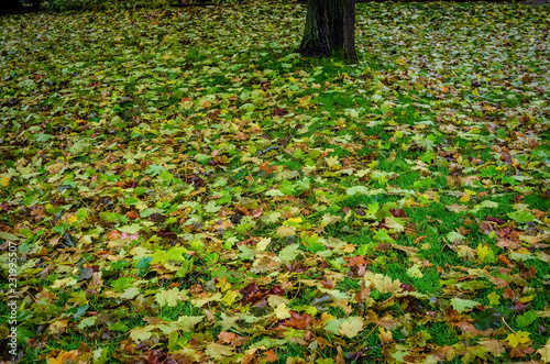Lawn covered with fall leaves, showing a single tree trunk