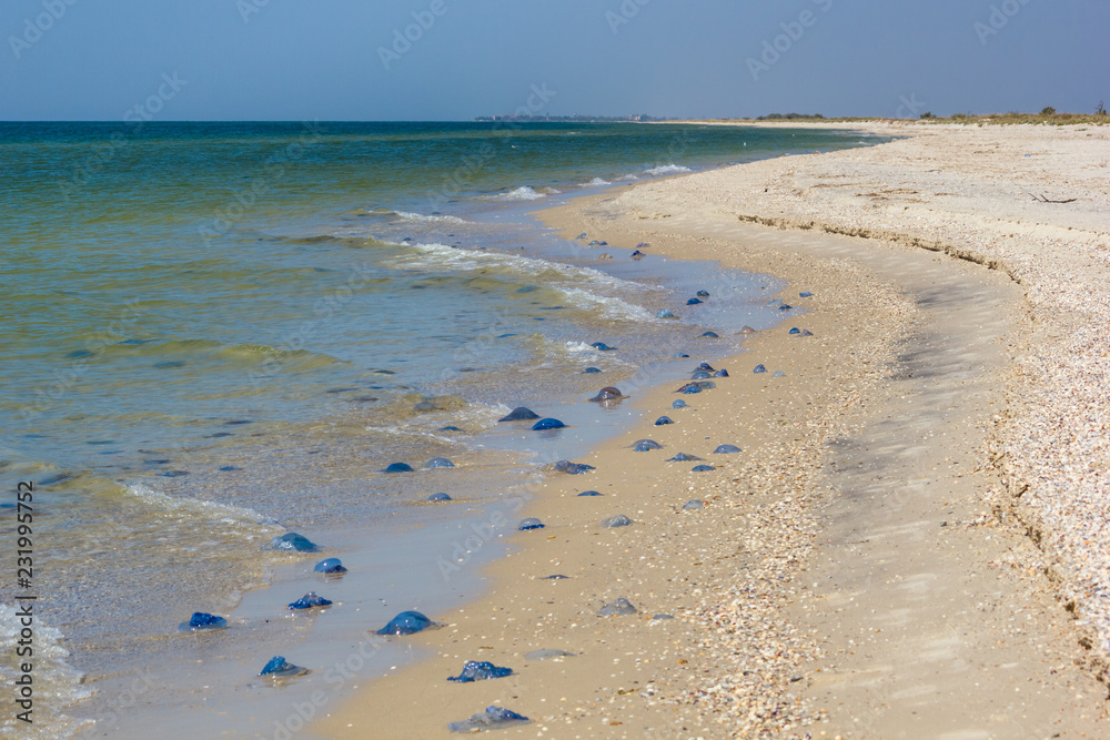 Jellyfish (Rhizostomeae) thrown on sandy shore, the Black Sea coast of Ukraine
