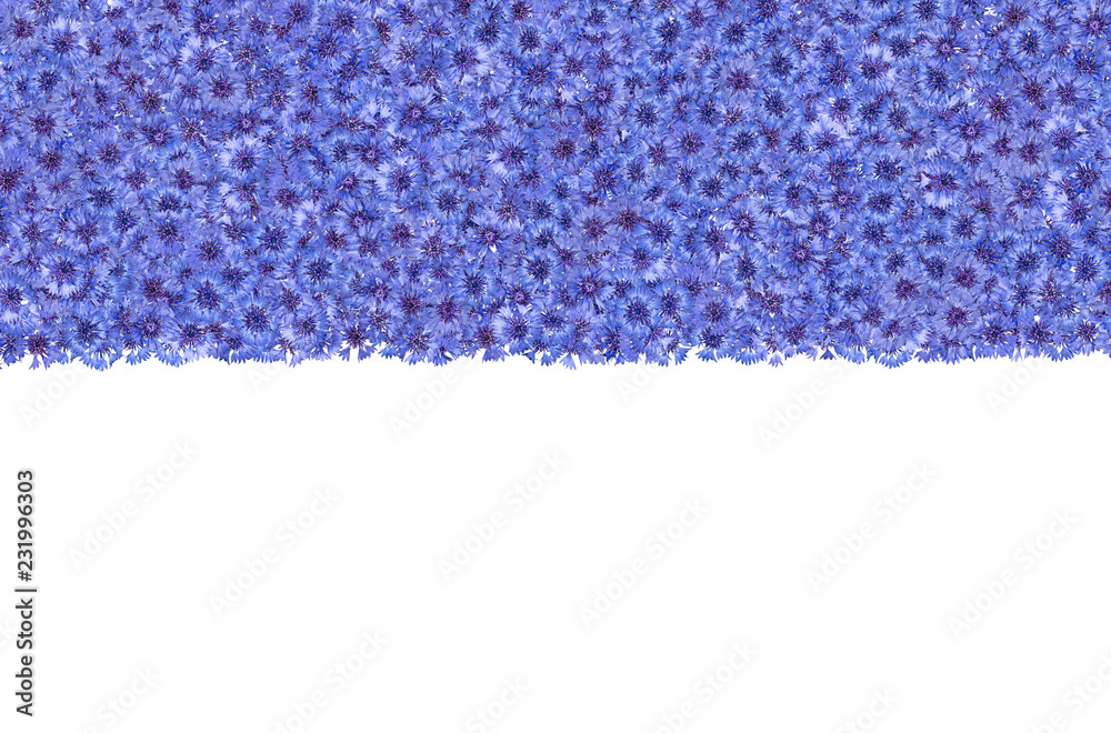Frame of flowering cornflowers. Border of blue flowers. Knapweeds isolated. Frame of flowering cornflowers. Border of blue flowers. Knapweeds isolated.