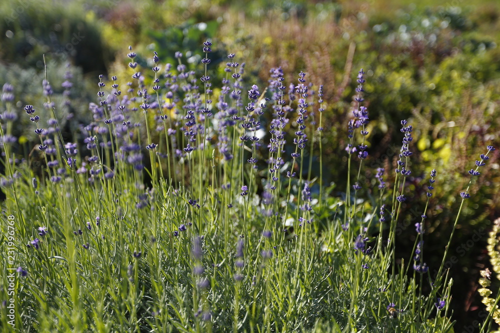 lavender – a small aromatic evergreen shrub of the mint family, with narrow leaves and bluish-purple flowers. Lavender has been widely used in perfumery and medicine. lavender – a small aromatic evergreen shrub of the mint family, with narrow leaves and bluish-purple flowers. Lavender has been widely used in perfumery and medicine.