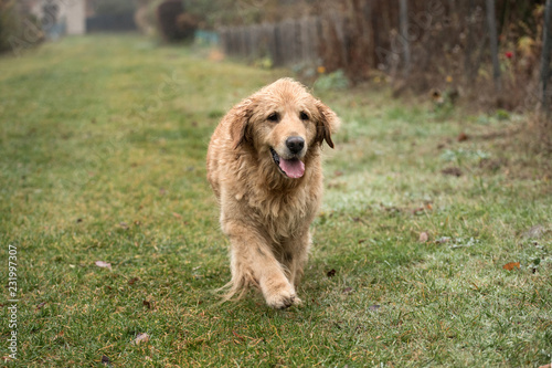 wet happy golden retriever dog