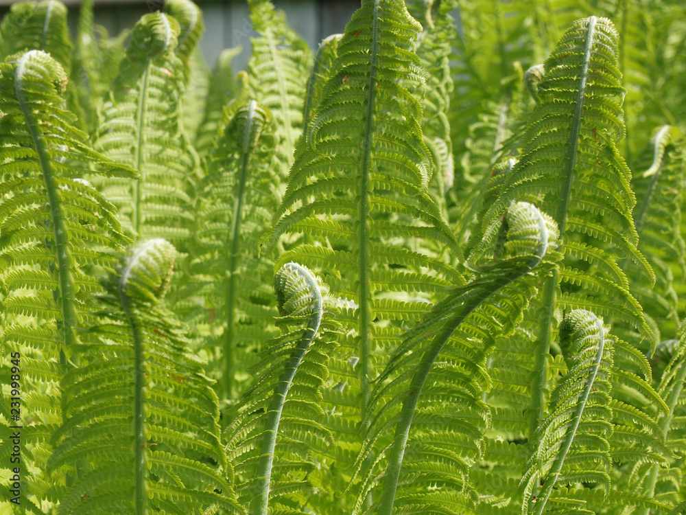 The undergrowths of fern. The undergrowths of fern.