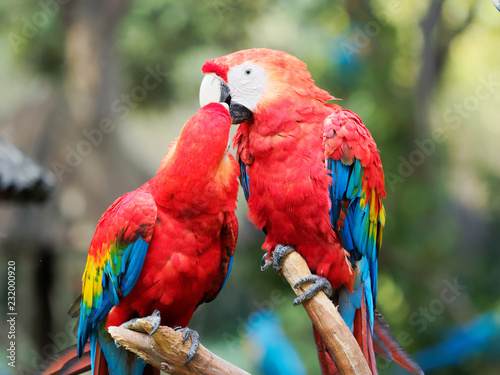 Two red parrots cleaning each other and french Kissing, funny birds behavior.