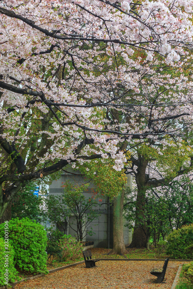 Sakura cherry blossom tree with raining at Chiyoda park, Tokyo, Japan Sakura cherry blossom tree with raining at Chiyoda park, Tokyo, Japan