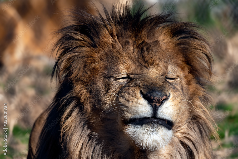 Male lion making a funny face Male lion making a funny face