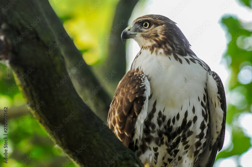 Red-tail hawk Red-tail hawk