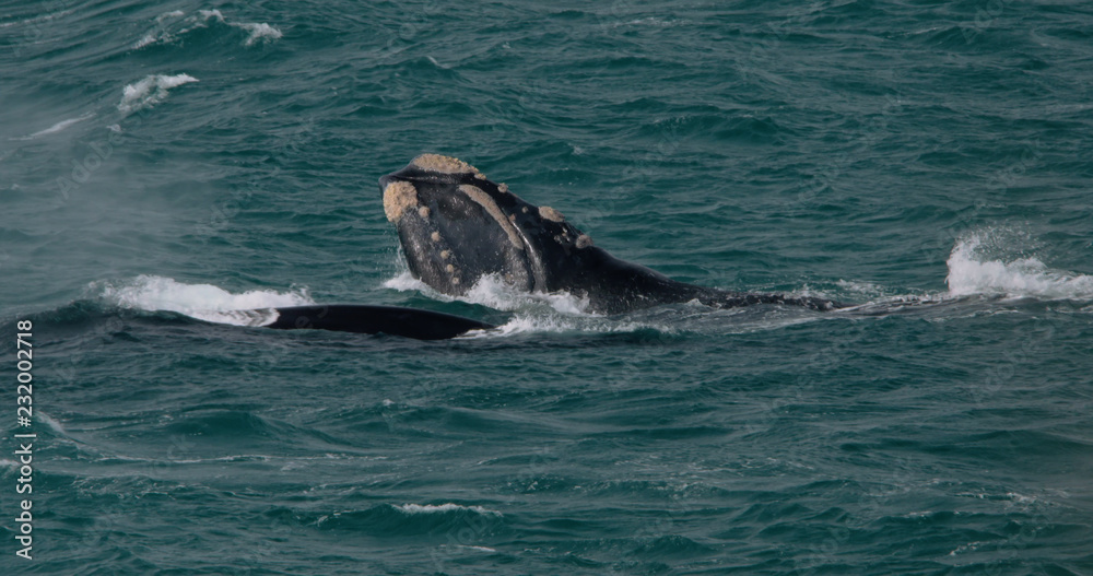 Obraz premium Southern right wale breaking the surface of the ocean off Portland, Australia.