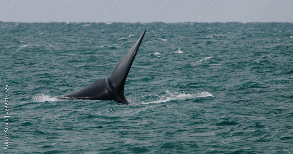 Naklejka premium Whale tail protruding from the southern ocean off the Australian coast.