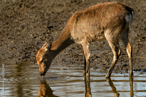 Deer drinking from stream 