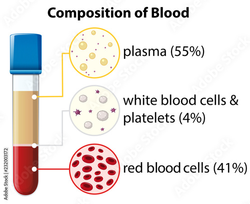 Composition of blood diagram