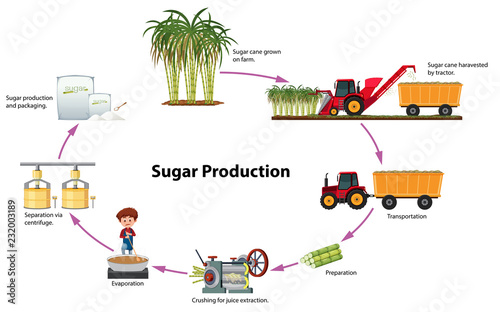 A digram of sugar production