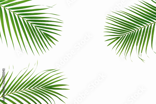 Green palm leaves isolated on white background.