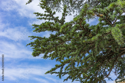 Natural background made of fir tree branches on background of blue sky.