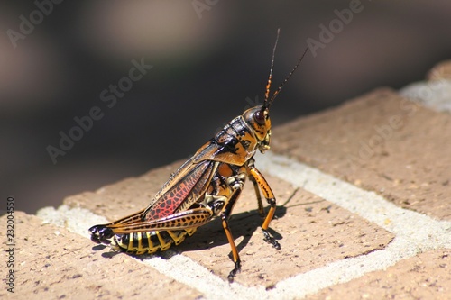 eastern lubber grasshopper 2