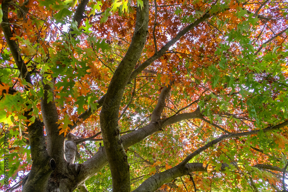 tree in the beginning of autumn tree in the beginning of autumn