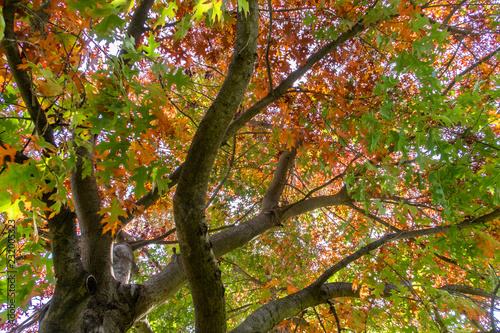 tree in the beginning of autumn