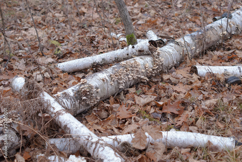 White birch tree trunks with clumps of mushrooms growing on them surrounded by leaves near Hinckley Minnesota photo