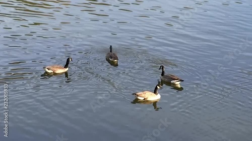 Various shots of Ducks swimming on a mountain lake in autumn