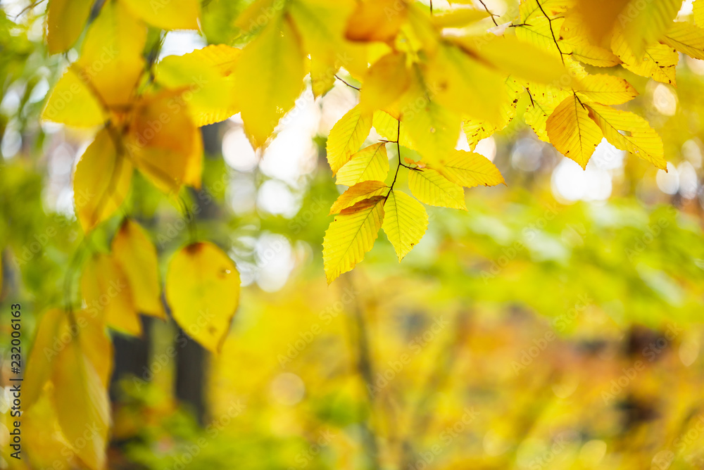 close up of tree trunk with lots of autumn leaves surrounding