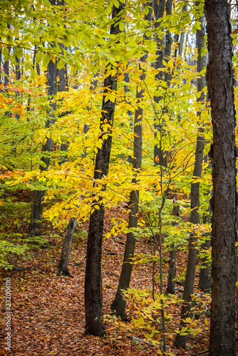 Colorful autumn landscape Beautiful autumn forest