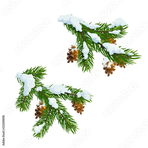 Christmas pine and fir branches in snow