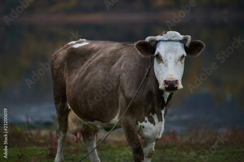 cow grazing in the meadow 