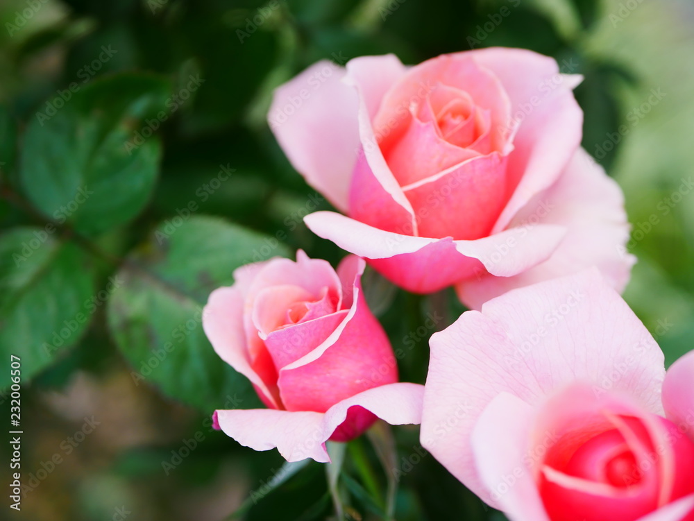 pink roses in garden pink roses in garden