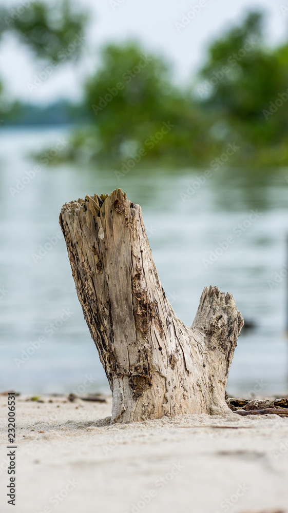 Dead wood branches