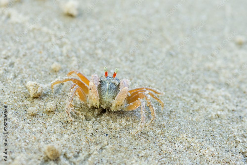 sand crab