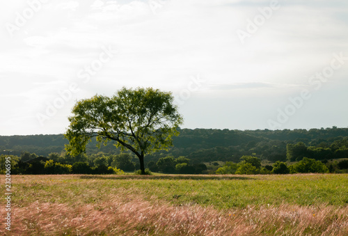 Setting Sun on Tree