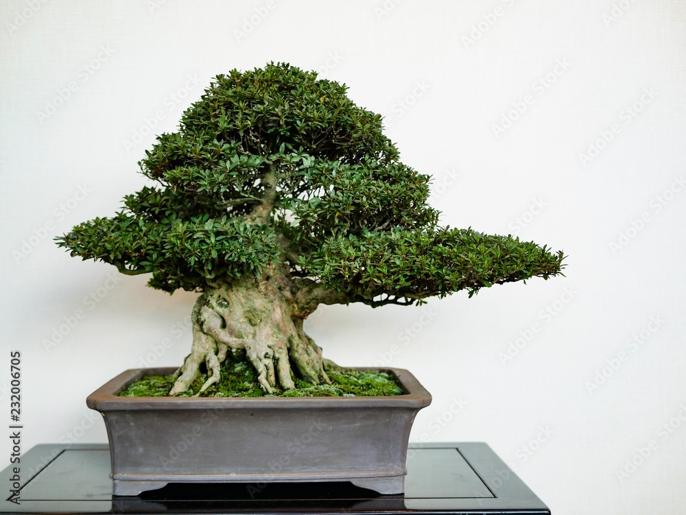 Fototapeta premium bonsai tree isolated