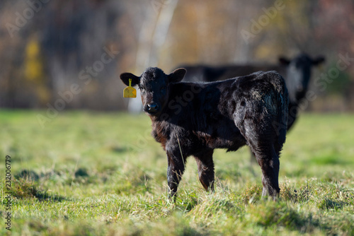 Bild auf Leinwand Yong Angus cattle on a late autumn day in Minnesota